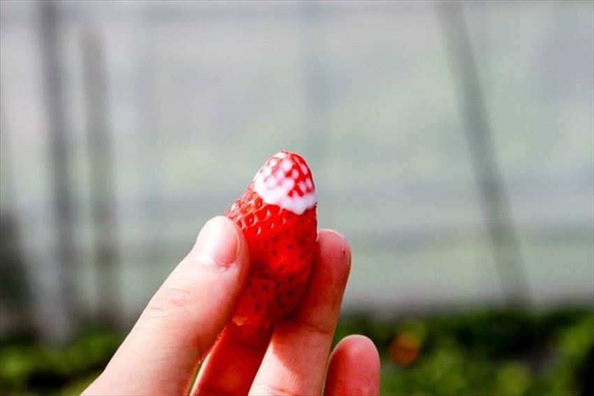 20150504-24-11-Strawberry-Hunting