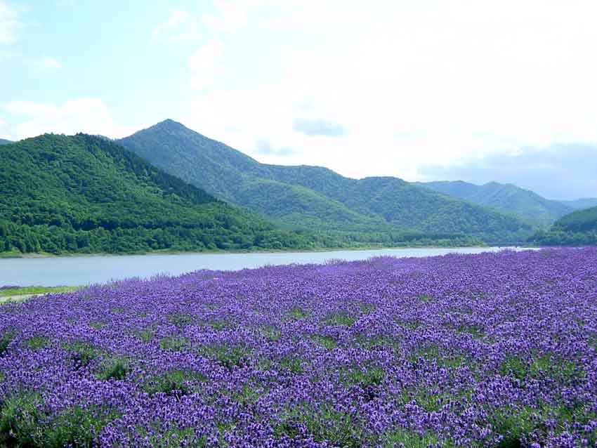 20150524-09-02-Hokkaido-mid-summer