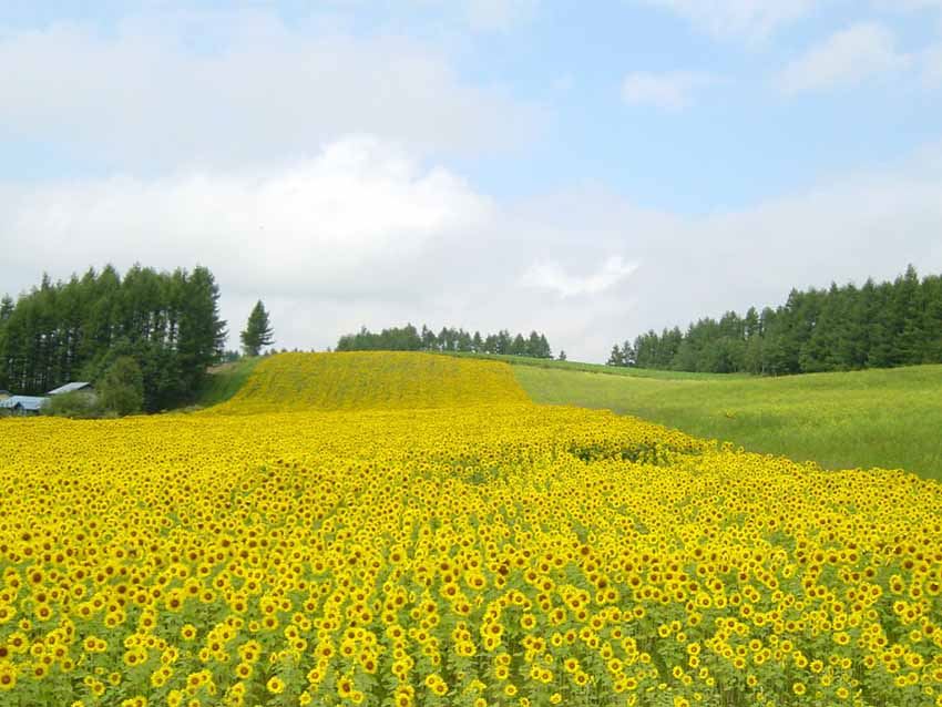 20150524-09-05-Hokkaido-mid-summer