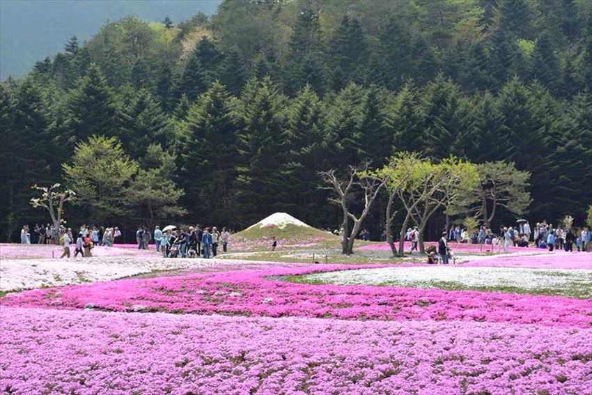 20150604-24-05-Shibazakura