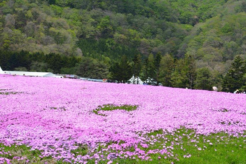 20150604-24-06-Shibazakura