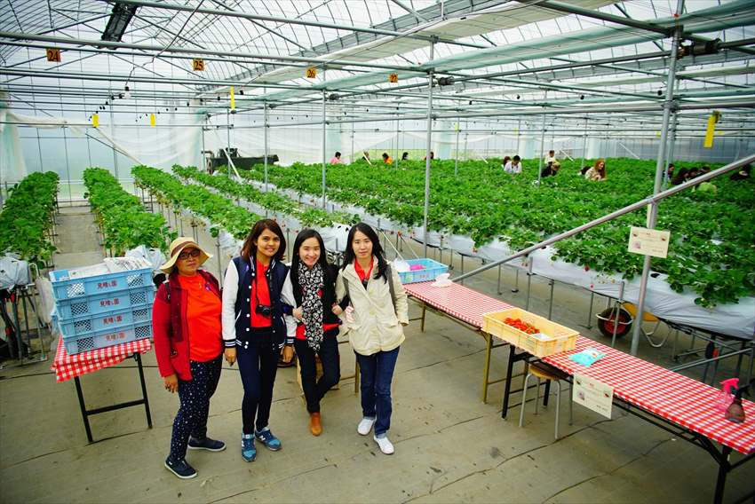 Visit Japan Strawberry Picking