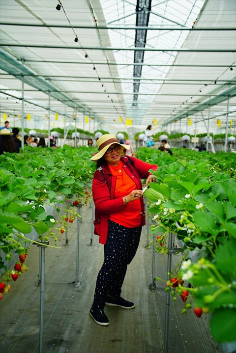 Visit Japan Strawberry Picking