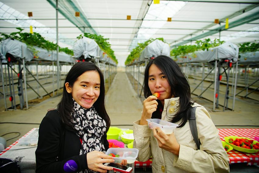 Visit Japan Strawberry Picking