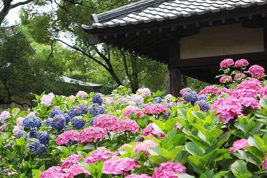 Make The Most Of Japan S Rainy Season By Going To See Some Ajisai