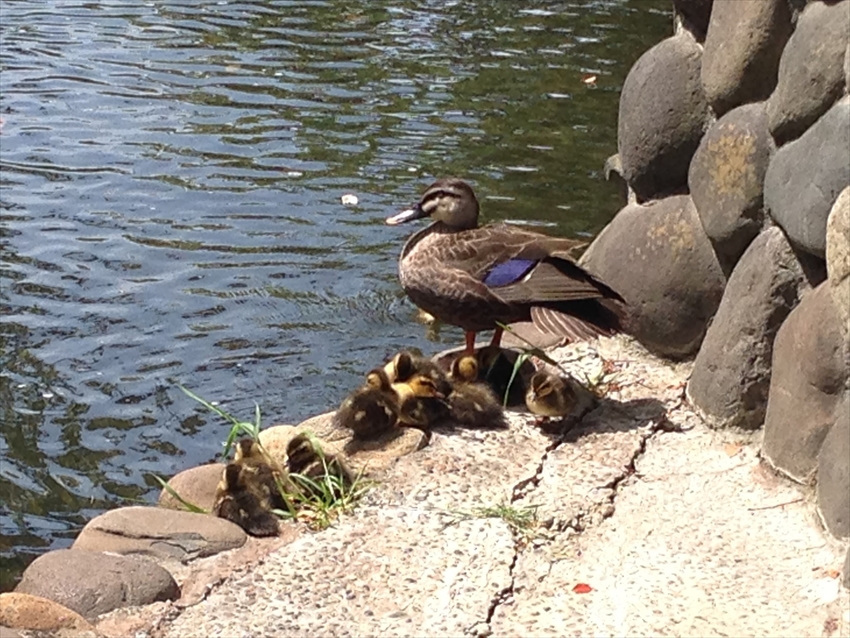 20150625-09-03-Edogawa-bird-Shinkawa