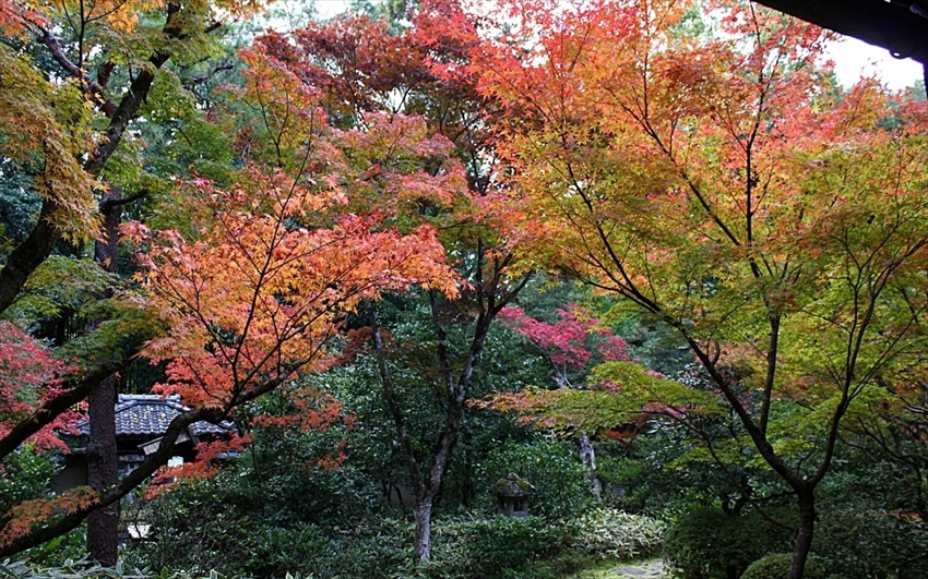 20150628-09-03-KotoIn-Temple-autumn