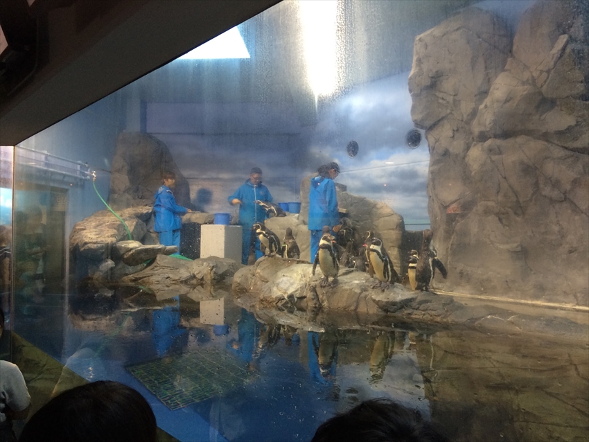 20150702-02-Penguins-Enoshima-Suizokukan