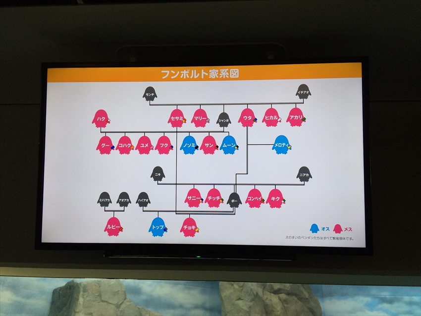 20150702-03-Penguins-Enoshima-familytree