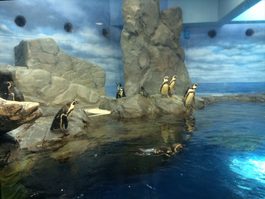 20150702-04-Penguins-Japan-Enoshima