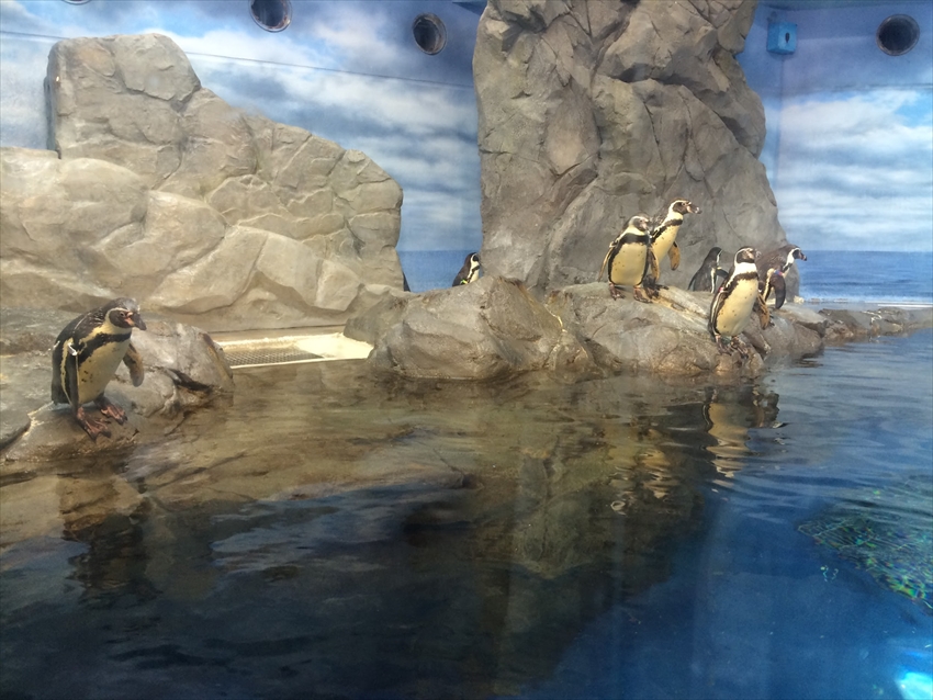 20150702-05-Penguins-Japan-Enoshima