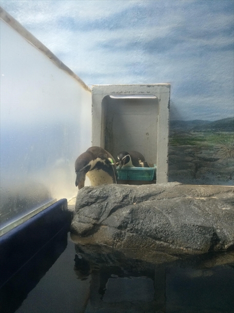 20150702-06-01-Penguins-Enoshima-breed