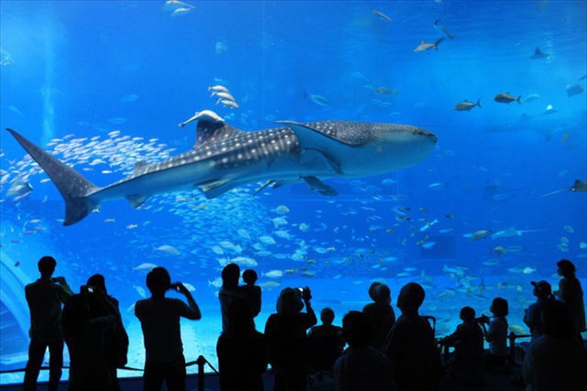 20150724-17-03-Okinawa-visit-Aquarium