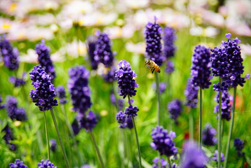 Ashikaga Flower Park