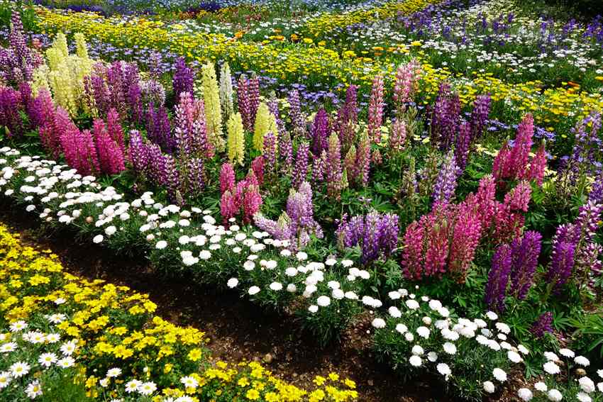 Ashikaga Flower Park