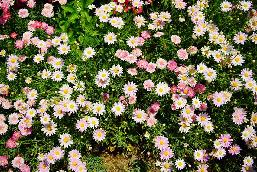 Ashikaga Flower Park