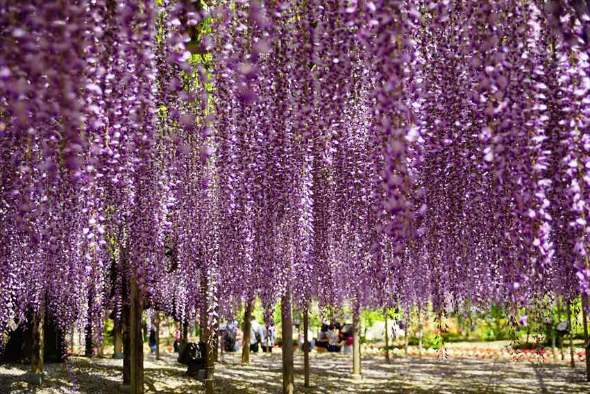 Ashikaga Flower Park