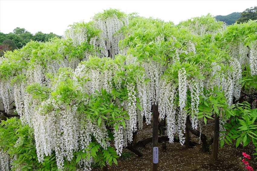 Ashikaga Flower Park