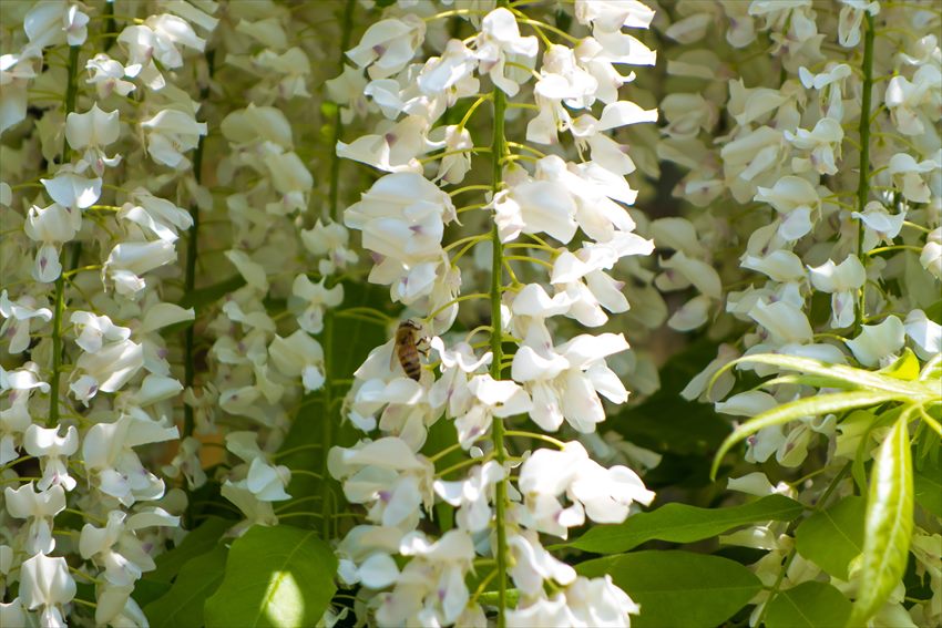 Ashikaga Flower Park