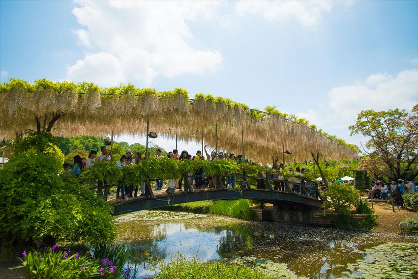 Ashikaga Flower Park