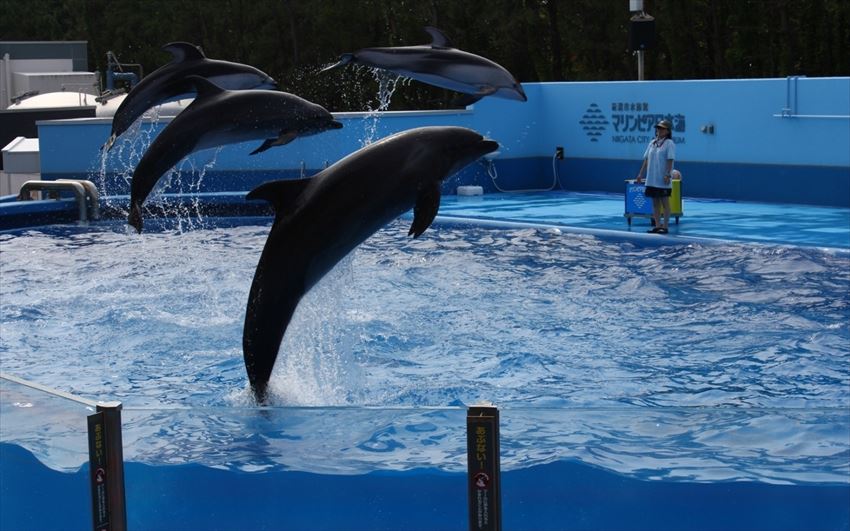 20150830-09-04-Aquarium-Marine-Nihonkai