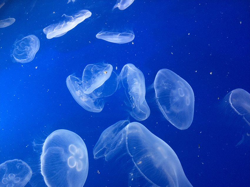 Sumida Aquarium: Enjoying Blue Ocean in A Shopping Mall