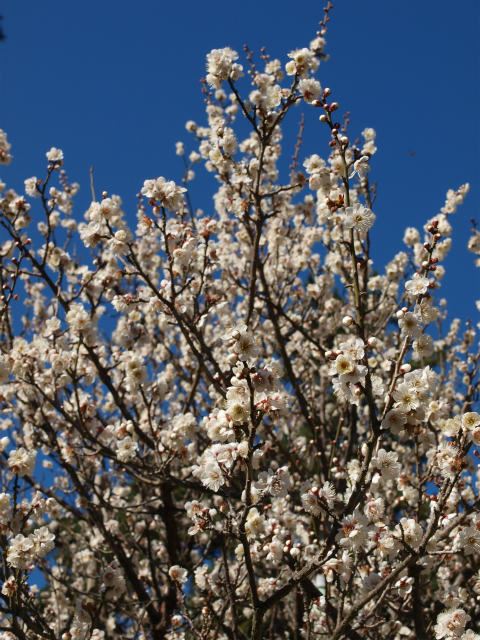 Atami Plum Blossom Festival