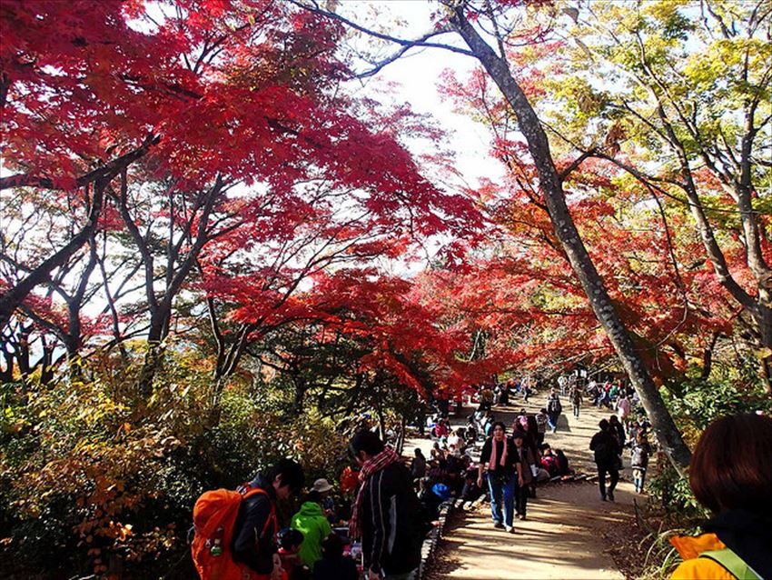 20161112-17-02-MtTakao-Autumn-Leaves