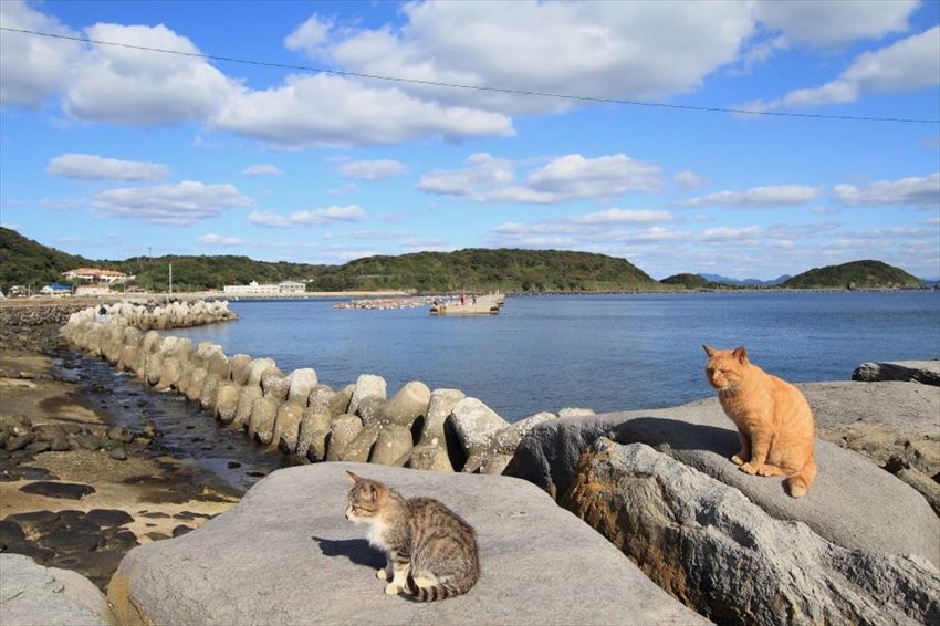 Đảo mèo Ainoshima