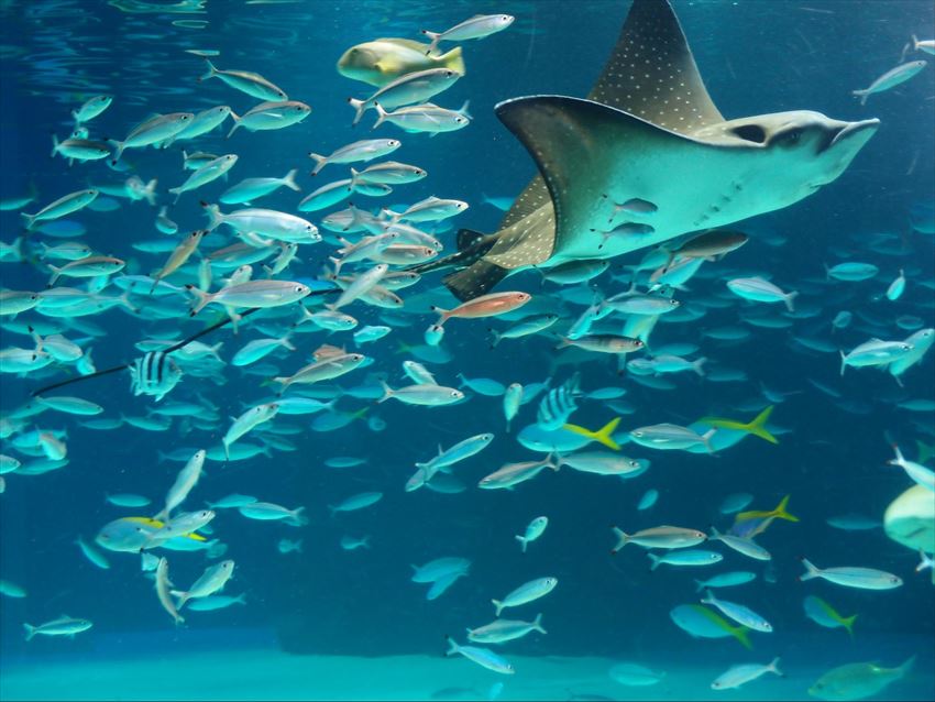 東京近郊的三大水族館