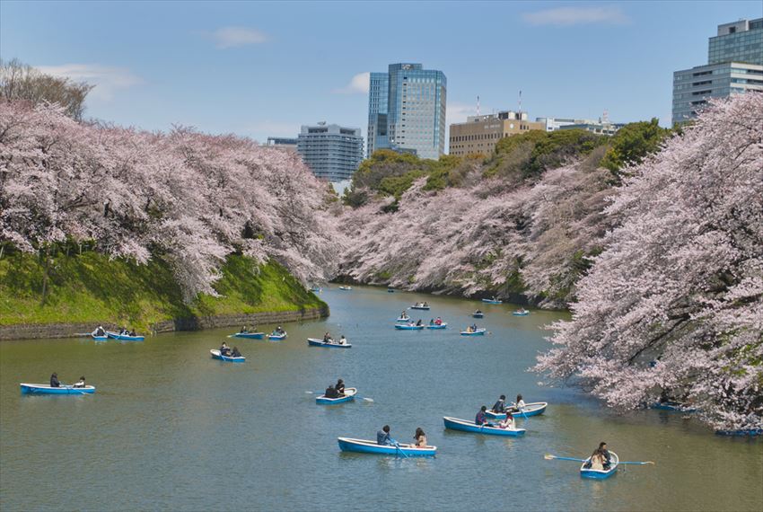 Best Sakura Spots in Tokyo