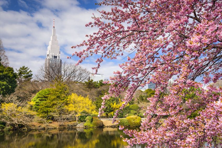 Best Sakura Spots in Tokyo