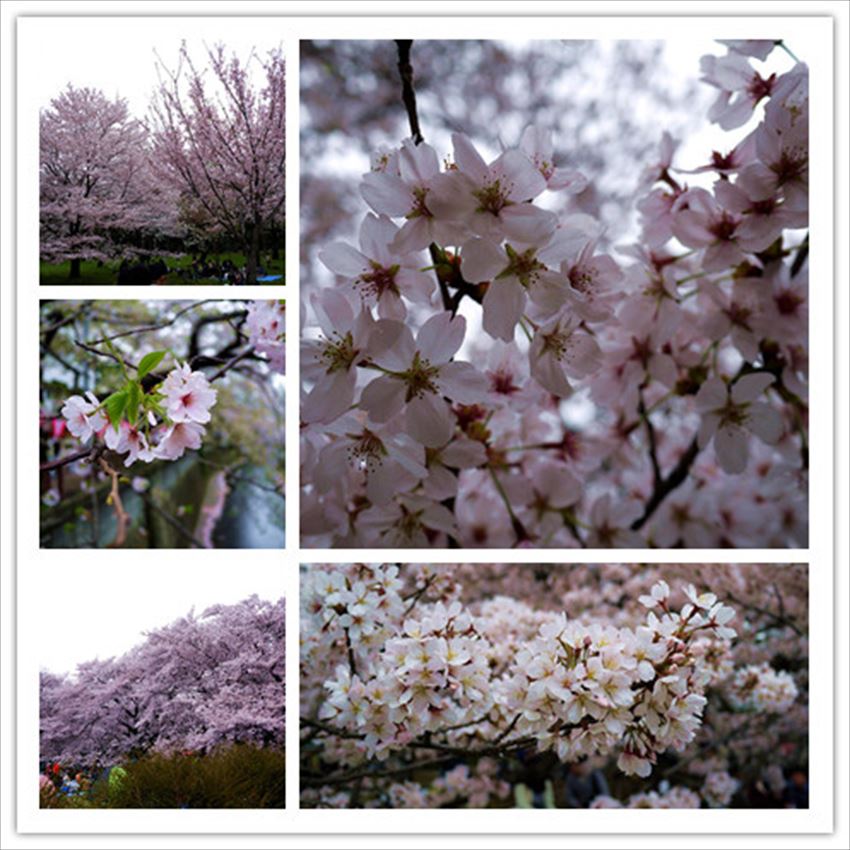 TW_20170315-09-01-tokyo-sakura