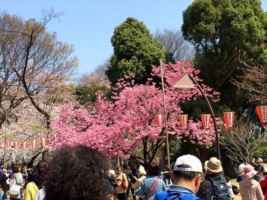 TW_20170315-09-02-tokyo-sakura