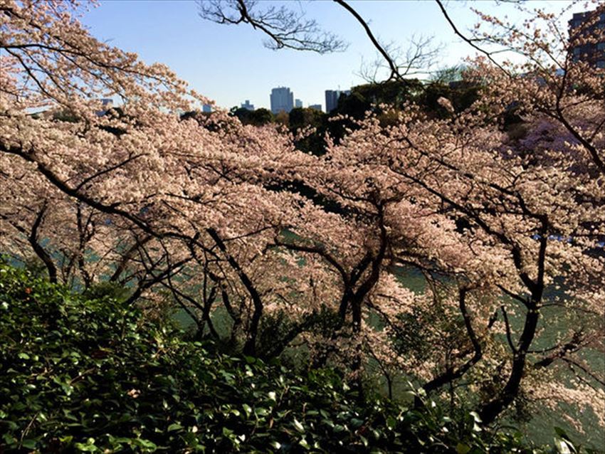 TW_20170315-09-05-tokyo-sakura