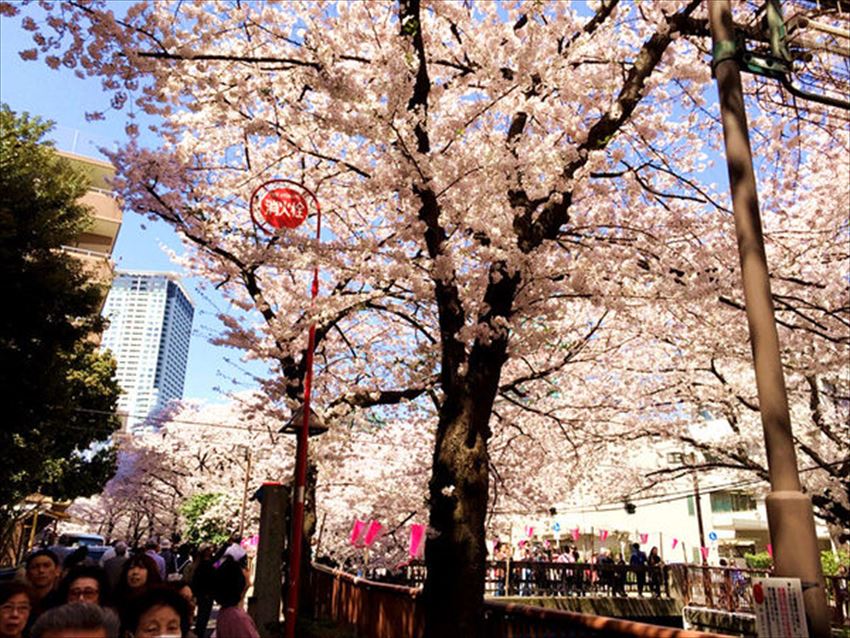 TW_20170315-09-06-tokyo-sakura