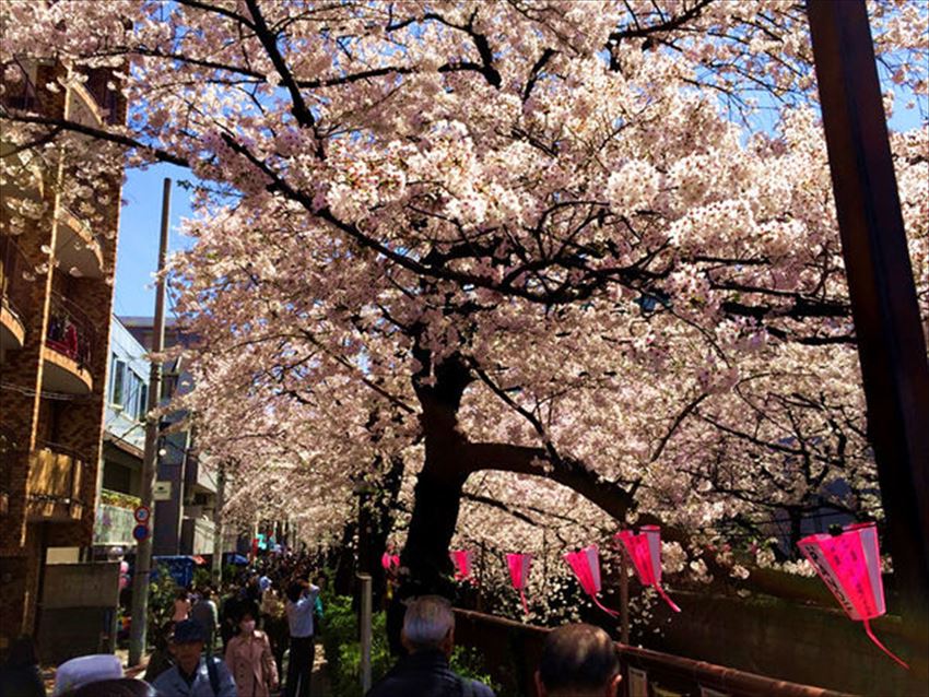 TW_20170315-09-07-tokyo-sakura