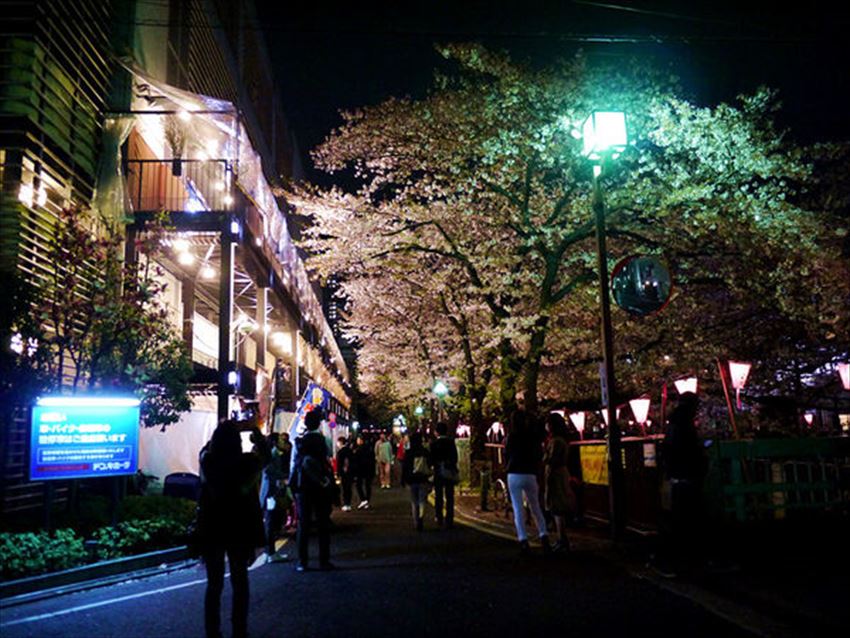 TW_20170315-09-08-tokyo-sakura