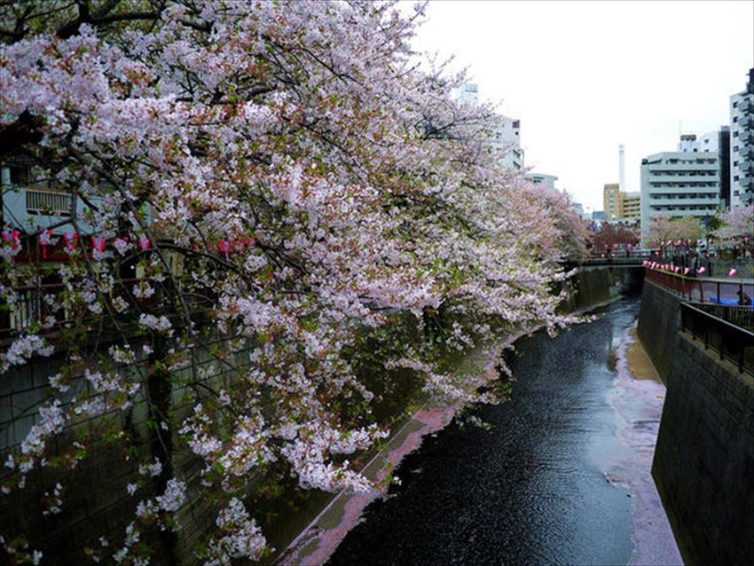 TW_20170315-09-09-tokyo-sakura