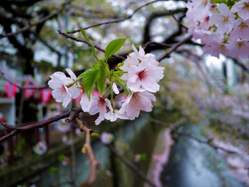 TW_20170315-09-10-tokyo-sakura