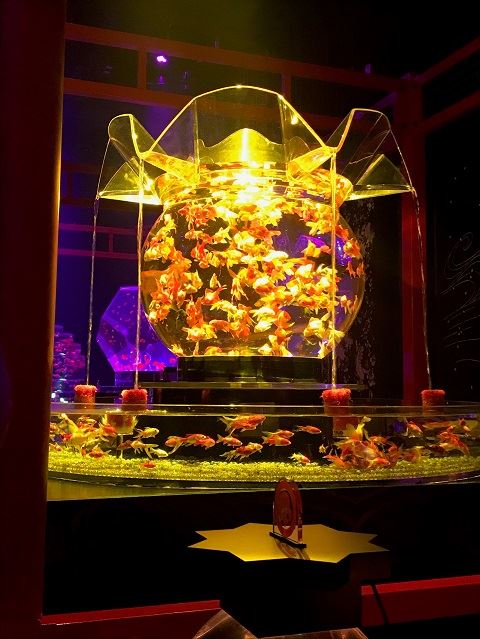 TH_20170831-11-11-art-aquarium-new