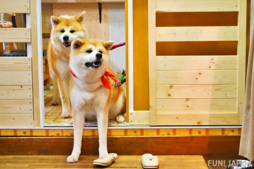 Let's go to the birthplace to meet Akita Inu!