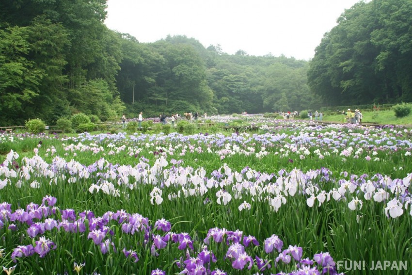 สวนฟุคิอาเกะโชบุ