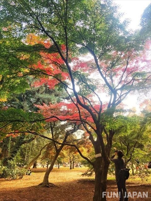 สวนแบบญี่ปุ่นยามฤดูใบไม้ร่วง