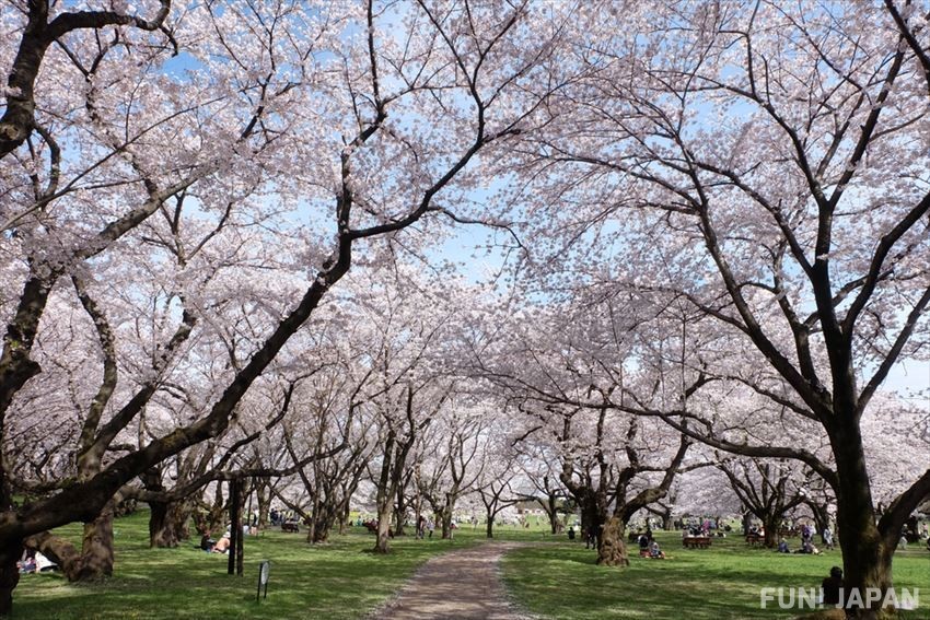 Công viên Showa Kinen Koen cùng muôn hoa khoe sắc rực rỡ
