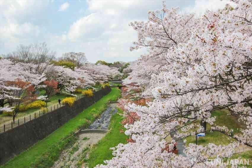 昭和紀念公園春天櫻花
