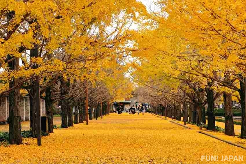 Công viên Showa Kinen Koen vào mùa thu