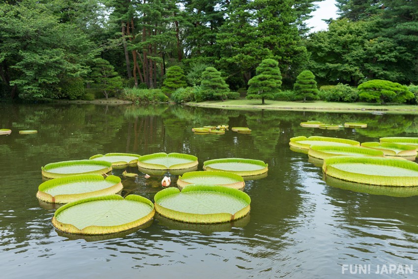 สวนพฤกษศาสตร์จินได สวนพฤกษศาสตร์แห่งแรกในโตเกียว