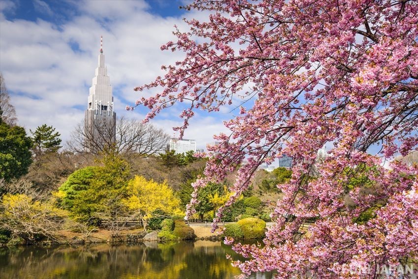 The best spots of tokyo cherry blossom Shinjuku Gyoen