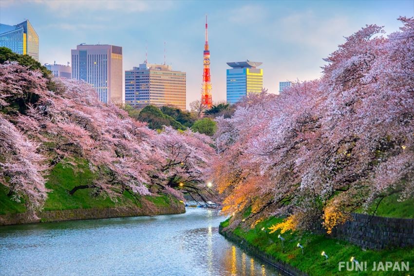 What is in Store for You in Tokyo During Spring?